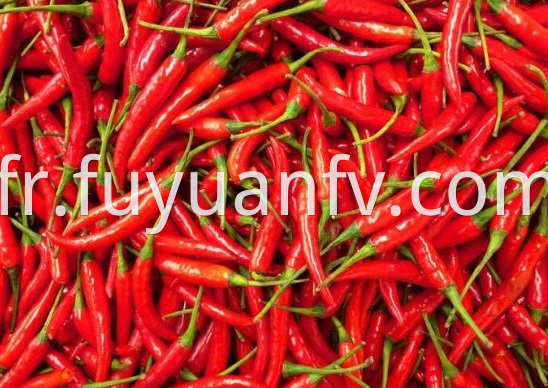 Chaotian Chili 3